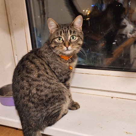 Очаровательная красавица София из МурМяу ищет дом. В дар! 