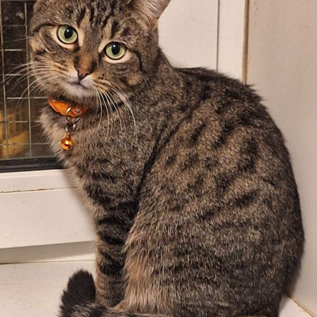 Очаровательная красавица София из МурМяу ищет дом. В дар! 