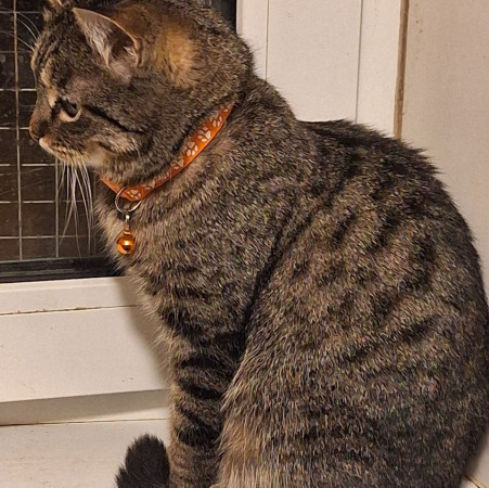 Очаровательная красавица София из МурМяу ищет дом. В дар! 