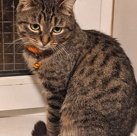 Очаровательная красавица София из МурМяу ищет дом. В дар! 