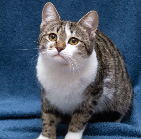 Ждут свои семьи котята – подростки! В дар!, котенок 9 месяцев