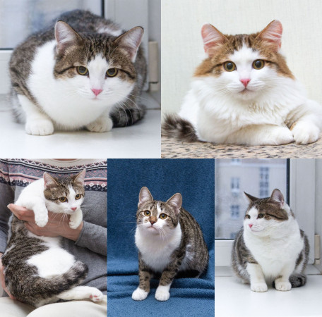 Ждут свои семьи котята – подростки! В дар!, котенок 9 месяцев