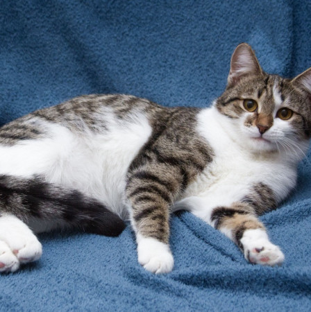 Ждут свои семьи котята – подростки! В дар!, котенок 9 месяцев