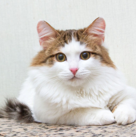 Ждут свои семьи котята – подростки! В дар!, котенок 9 месяцев