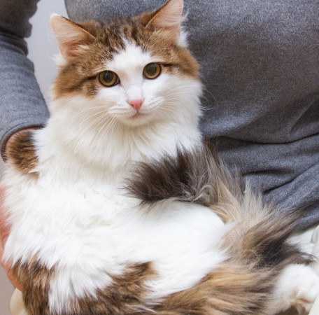 Ждут свои семьи котята – подростки! В дар!, котенок 9 месяцев