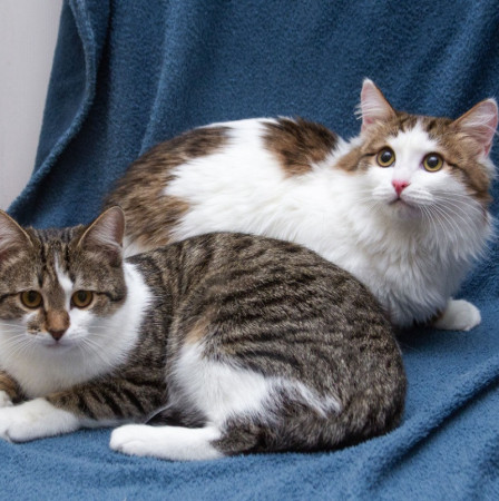 Ждут свои семьи котята – подростки! В дар!, котенок 9 месяцев