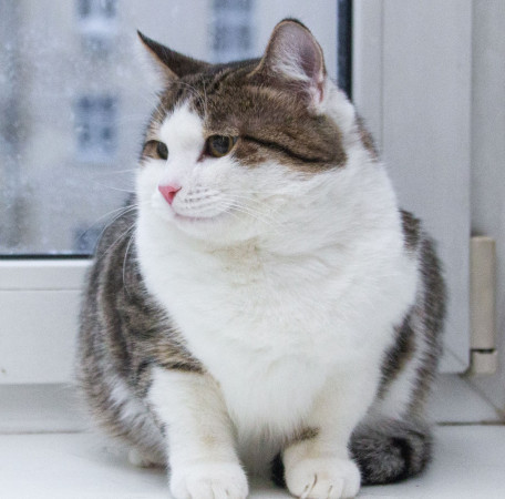 Ждут свои семьи котята – подростки! В дар!, котенок 9 месяцев