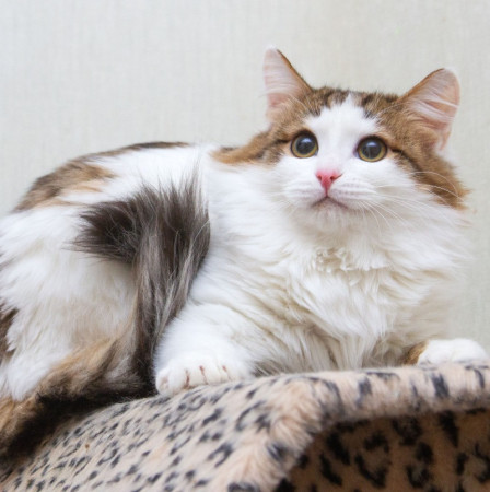 Ждут свои семьи котята – подростки! В дар!, котенок 9 месяцев