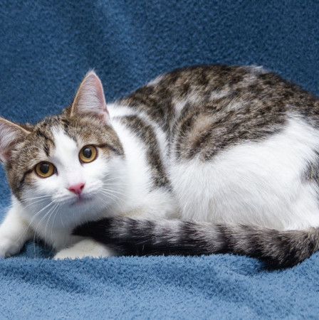 Ждут свои семьи котята – подростки! В дар!, котенок 9 месяцев