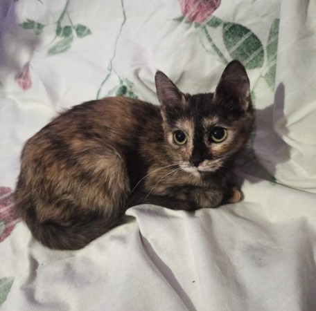 Котенок Яшма ищет дом 