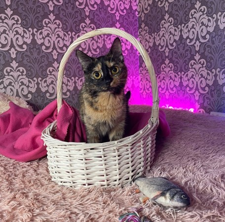 Кошечка Сальма , Черепаховый, Грачёвская, Кошка в хорошие руки