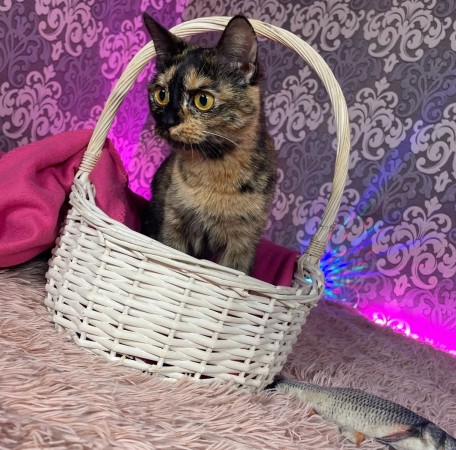 Кошечка Сальма , Черепаховый, Грачёвская, Кошка в хорошие руки