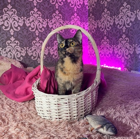 Кошечка Сальма , Черепаховый, Грачёвская, Кошка в хорошие руки