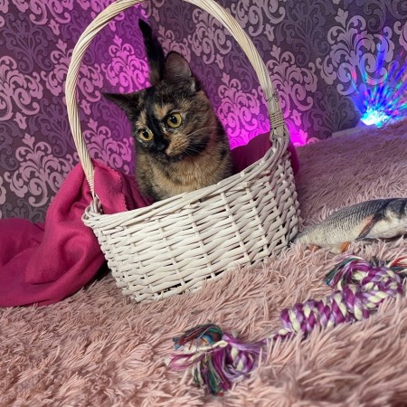 Кошечка Сальма , Черепаховый, Грачёвская, Кошка в хорошие руки