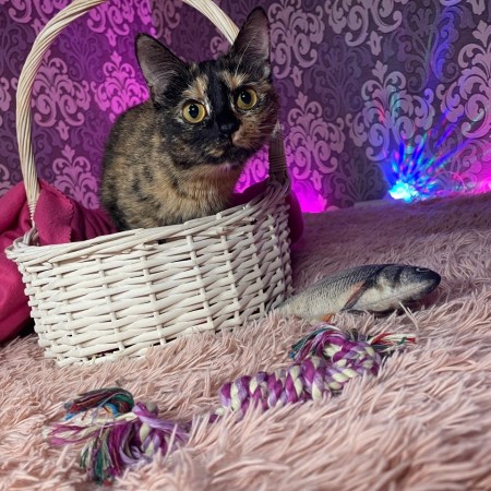 Кошечка Сальма , Черепаховый, Грачёвская, Кошка в хорошие руки