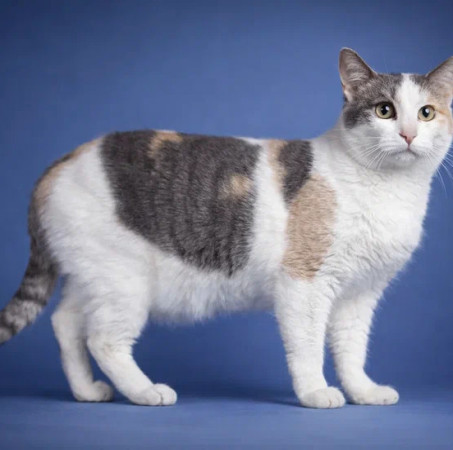 Кошечка Эльвира в добрые руки. В дар!, Серый с белым, Раменское, Кошка в хорошие руки