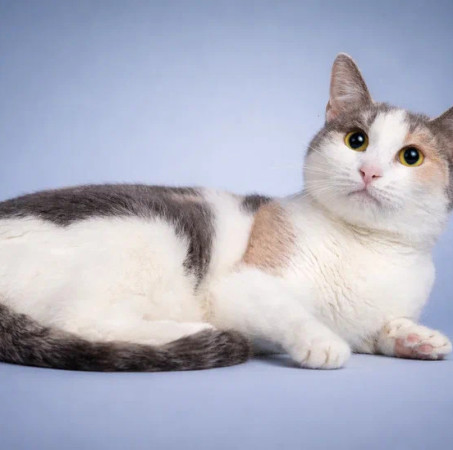 Кошечка Эльвира в добрые руки. В дар!, Серый с белым, Раменское, Кошка в хорошие руки