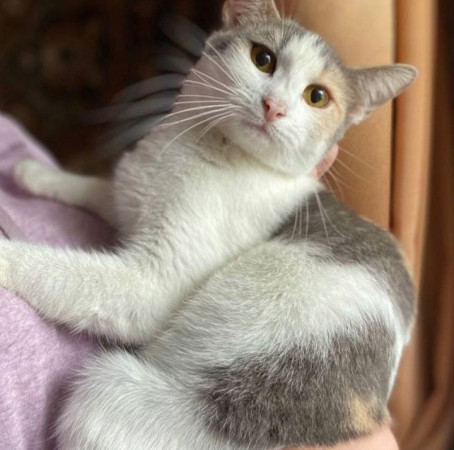 Кошечка Эльвира в добрые руки. В дар!, Серый с белым, Раменское, Кошка в хорошие руки