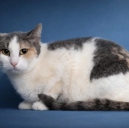 Кошечка Эльвира в добрые руки. В дар!, Серый с белым, Раменское, Кошка в хорошие руки