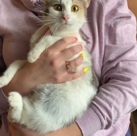 Кошечка Эльвира в добрые руки. В дар!, Серый с белым, Раменское, Кошка в хорошие руки