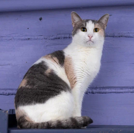 Кошечка Эльвира в добрые руки. В дар!, Серый с белым, Раменское, Кошка в хорошие руки