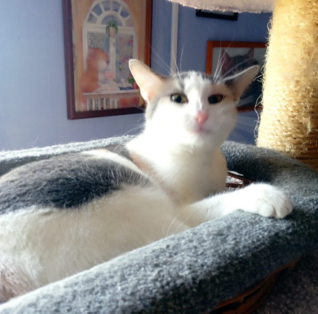 Кошечка Эльвира в добрые руки. В дар!, Серый с белым, Раменское, Кошка в хорошие руки