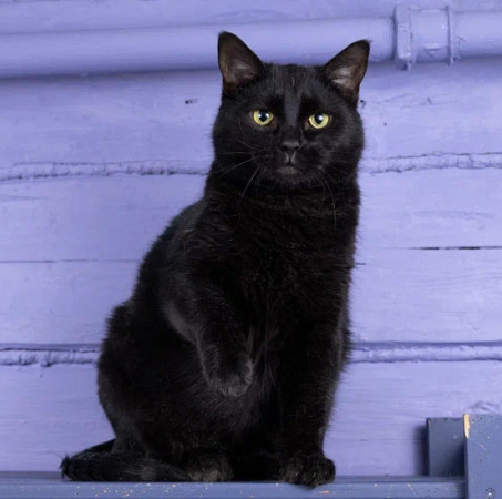 Котик Тимурчик в добрые руки.В дар! , Черный, Раменское, Кот в добрые руки