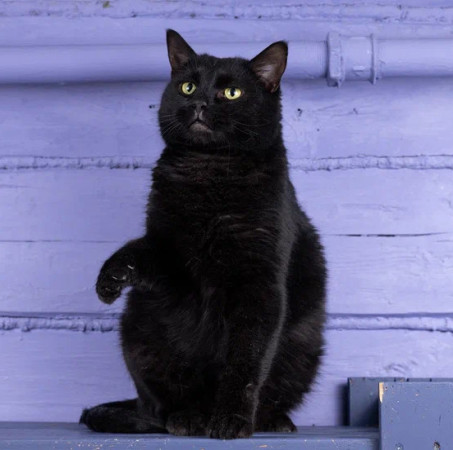 Котик Тимурчик в добрые руки.В дар! , Черный, Раменское, Кот в добрые руки