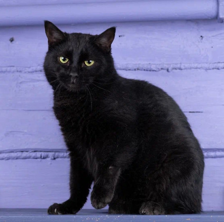 Котик Тимурчик в добрые руки.В дар! , Черный, Раменское, Кот в добрые руки