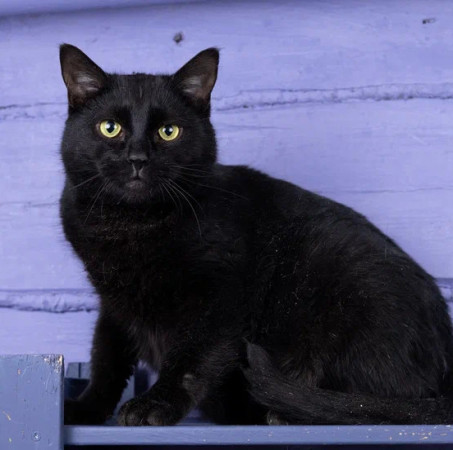 Котик Тимурчик в добрые руки.В дар! , Черный, Раменское, Кот в добрые руки