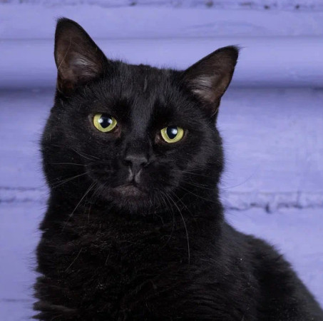 Котик Тимурчик в добрые руки.В дар! , Черный, Раменское, Кот в добрые руки