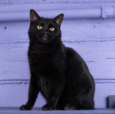 Котик Тимурчик в добрые руки.В дар! , Черный, Раменское, Кот в добрые руки