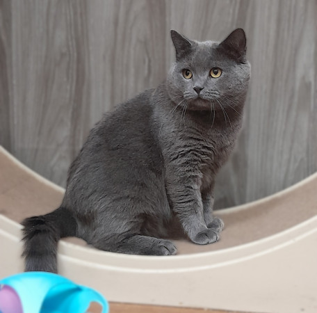 Котик Винтер, британский короткошерстный, ждет заботливых хозяев. В дар! , Серый, Лефортово, Кот в добрые руки