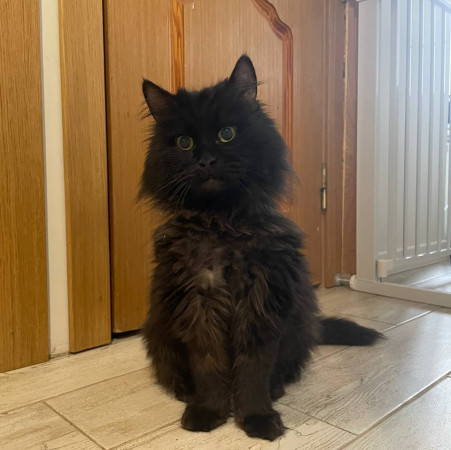 Пушистый комочек Уголёк ищет дом! В дар!, Черный, Беломорская, Кот в добрые руки