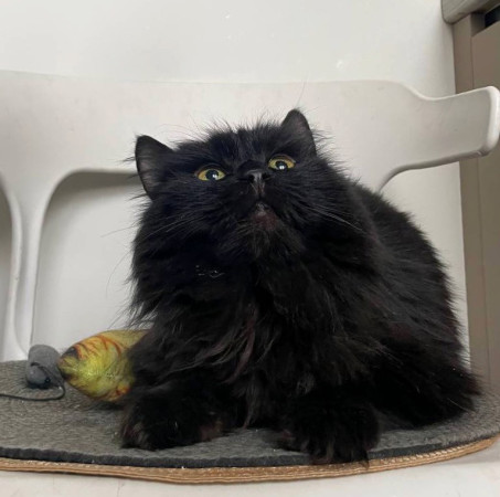 Пушистый комочек Уголёк ищет дом! В дар!, Черный, Беломорская, Кот в добрые руки