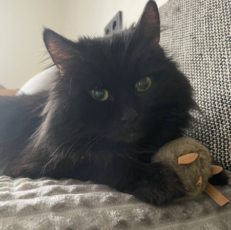 Пушистый комочек Уголёк ищет дом! В дар!, Черный, Беломорская, Кот в добрые руки