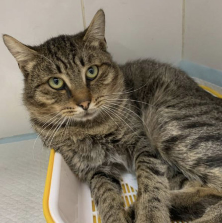 Котята Вилли и Филя ищут дом. В дар!, Табби, Бирюлёво, Кот в добрые руки