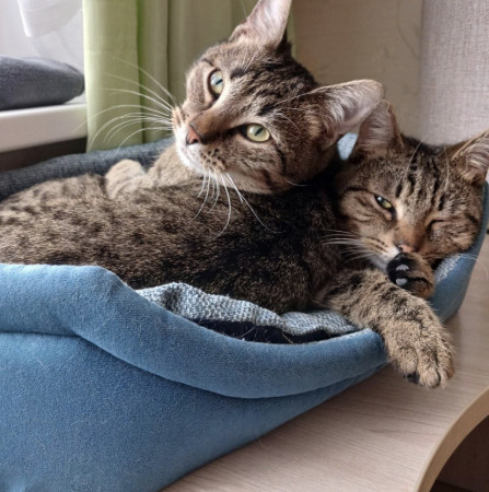 Котята Вилли и Филя ищут дом. В дар!, Табби, Бирюлёво, Кот в добрые руки