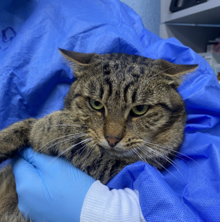 Котик Филя ждет хозяина. В дар!, Табби, Бирюлёво, Кот в добрые руки