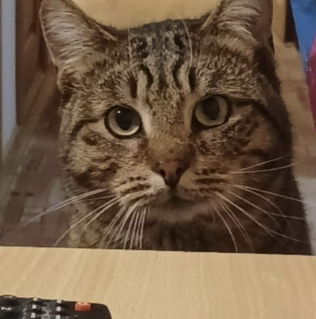 Котик Филя ждет хозяина. В дар!, Табби, Бирюлёво, Кот в добрые руки