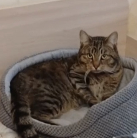 Котик Филя ждет хозяина. В дар!, Табби, Бирюлёво, Кот в добрые руки