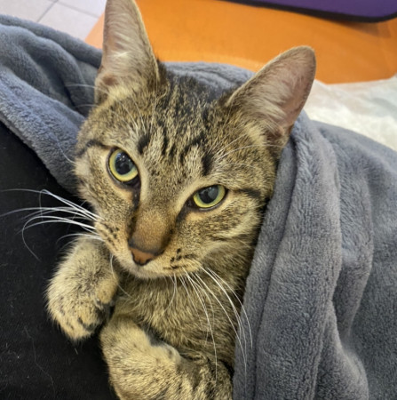 Котик Вилли благодарный и ласковый ищет дом. В дар!, Табби, Бирюлёво, Кот в добрые руки