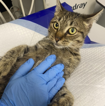 Котик Вилли благодарный и ласковый ищет дом. В дар!, Табби, Бирюлёво, Кот в добрые руки