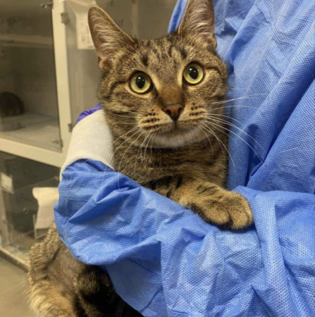 Котик Вилли благодарный и ласковый ищет дом. В дар!, Табби, Бирюлёво, Кот в добрые руки