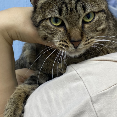 Котик Вилли благодарный и ласковый ищет дом. В дар!, Табби, Бирюлёво, Кот в добрые руки