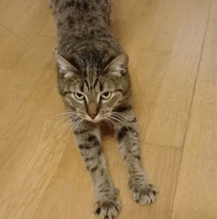 Котик Вилли благодарный и ласковый ищет дом. В дар!, Табби, Бирюлёво, Кот в добрые руки