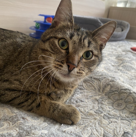 Котик Вилли благодарный и ласковый ищет дом. В дар!, Табби, Бирюлёво, Кот в добрые руки