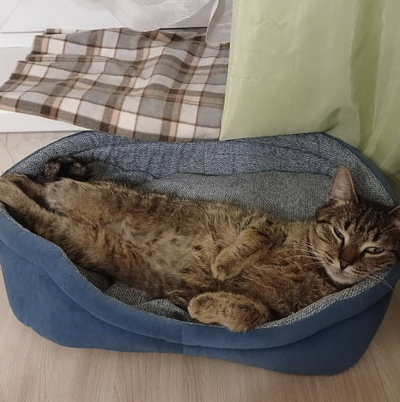 Котик Вилли благодарный и ласковый ищет дом. В дар!, Табби, Бирюлёво, Кот в добрые руки