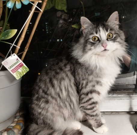 Сибирская красавица Маша ищет дом, 9 мес. В дар!, Серебристый, Солнцево, Кошка в хорошие руки