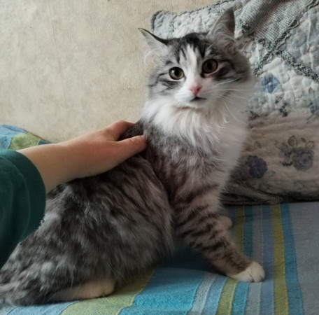 Сибирская красавица Маша ищет дом, 9 мес. В дар!, Серебристый, Солнцево, Кошка в хорошие руки